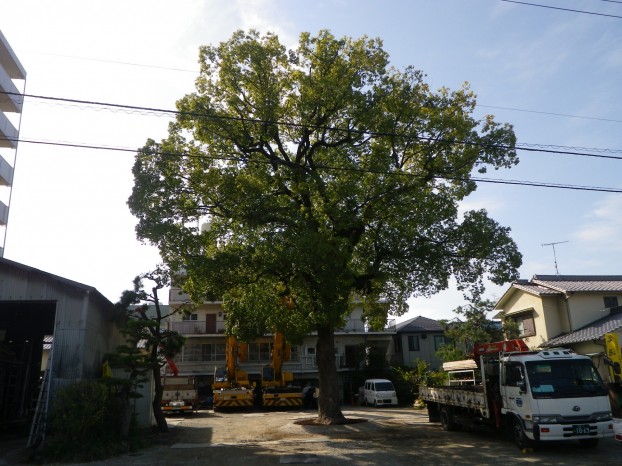 広島市指定保存樹木（クスノキ）