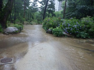 広い園路大雨