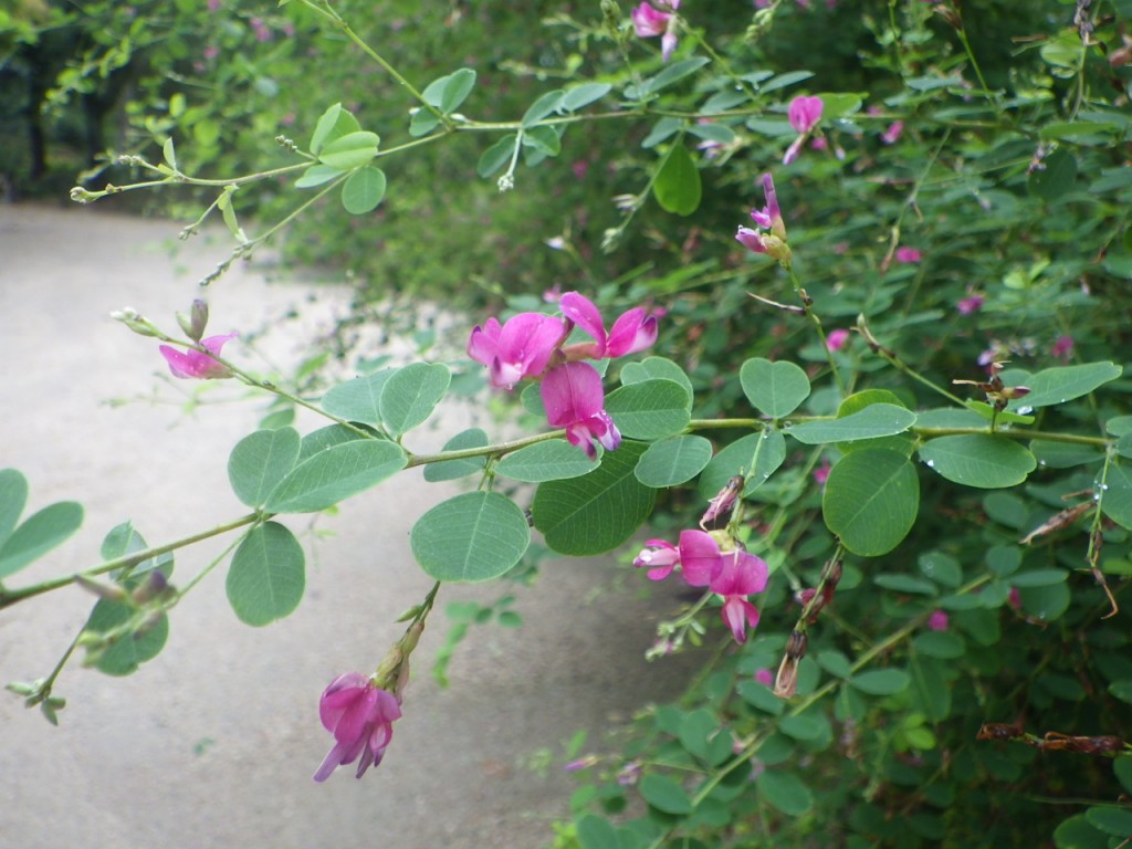 ハギの花