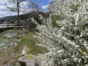 siroisuisenn