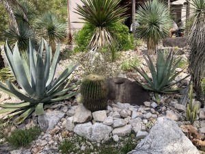 IMG_6607[1]