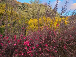 ギョリュウバイ