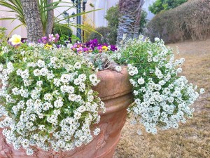 スーパーアリッサム