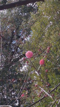 ume