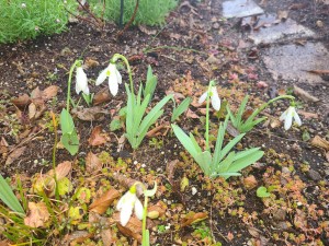 スノードロップ