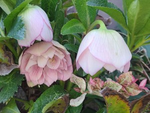 クリスマスローズ